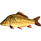 Kapr