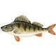 Přívlač